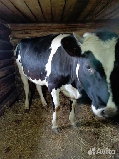 Продам телку годовалую