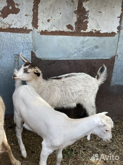 Козы и козлята