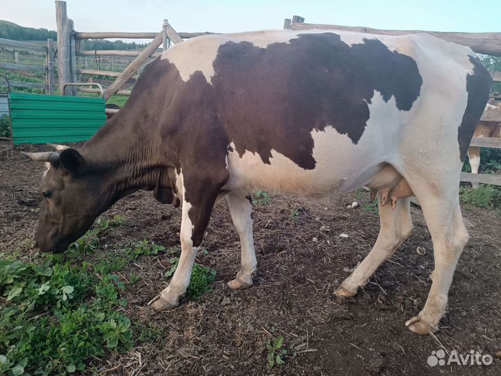 Корова дойная молочная