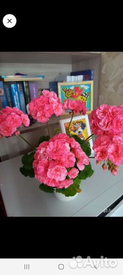 Пеларгония сортовая