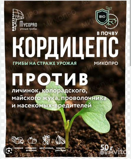 Кордицепс