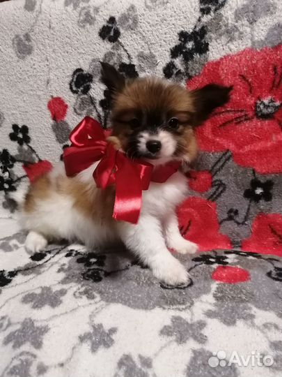 Папийон девочка красавица