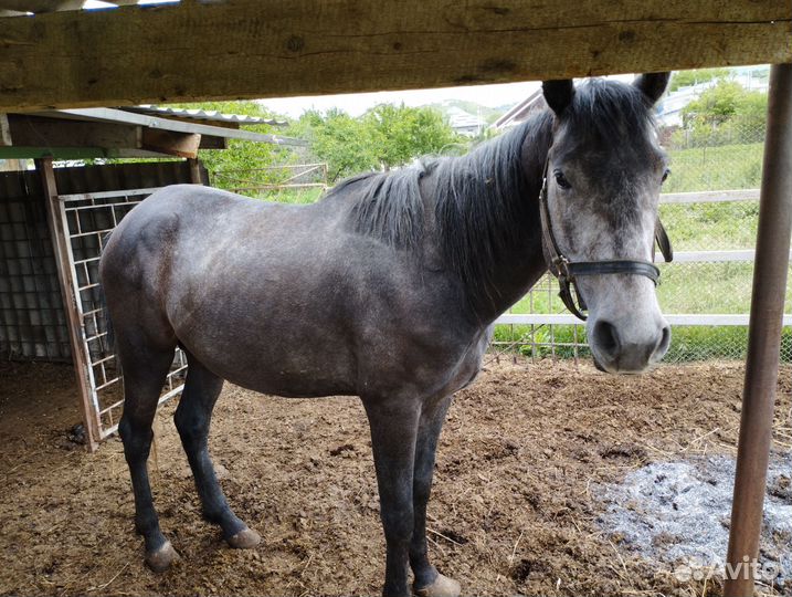 Лошадь жеребец