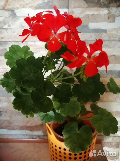 Продаю герань