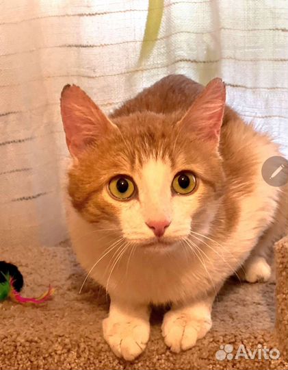 Рыжий котик ищет дом