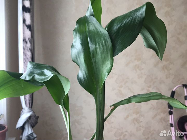 Эухарис- Амазонская Лилия