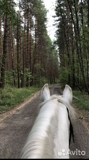 Прогулки на лошадях