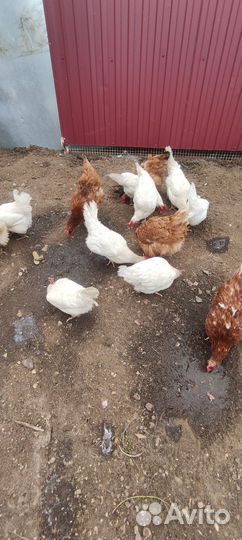 Куры несушки и петух