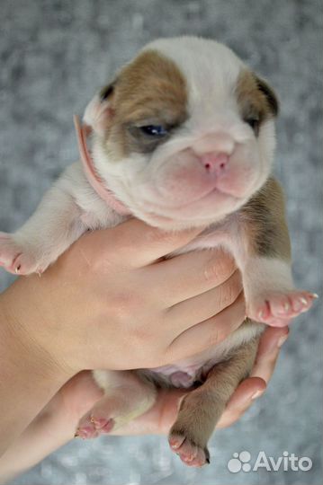 Английский бульдог