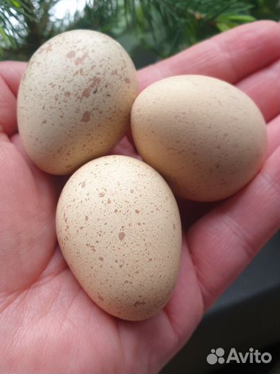 Инкубационное яйцо кеклика