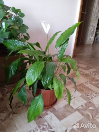 Комнатные цветы