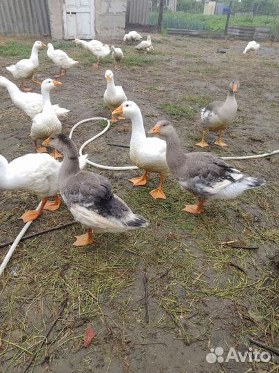Гусята 3 месячные