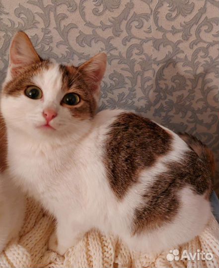 Кошечка в добрые руки