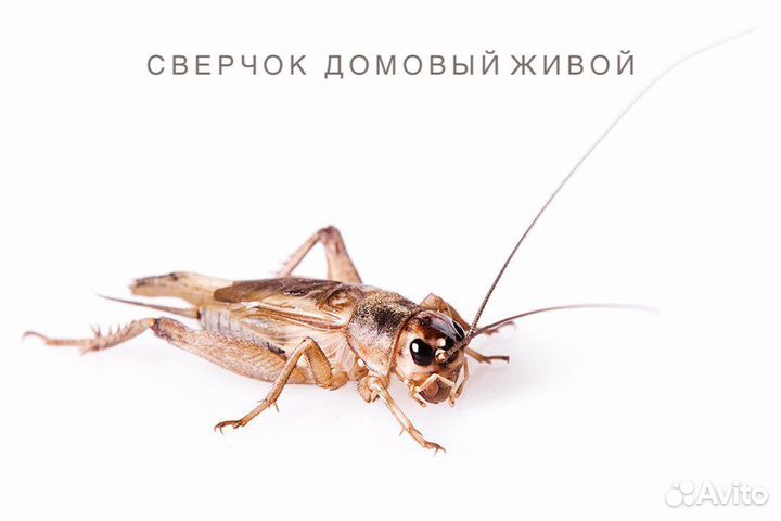 Сверчки живые кормовые