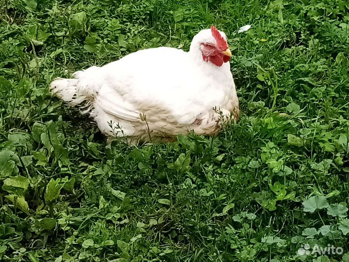 Куры бройлеры тушки мясо