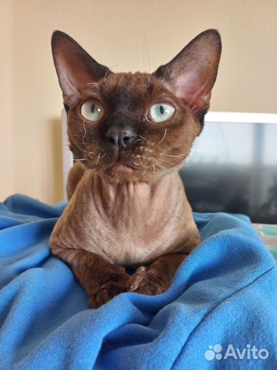 Кот девон-рекс