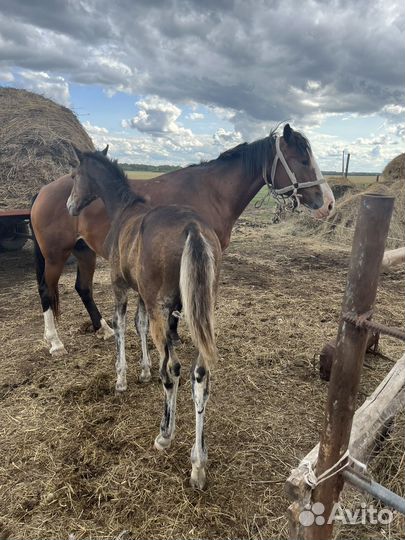 Кобылы с жеребенком