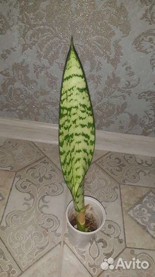 Полезное растение, кислород вырабатывает