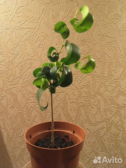 Фикус Бенджамина