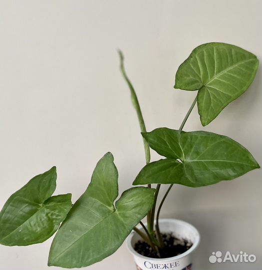 Сингониум белая бабочка и дримиопсис