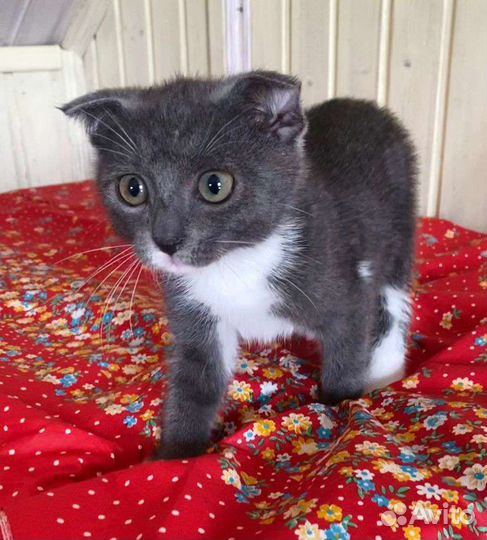 Милый котенок в добрые руки