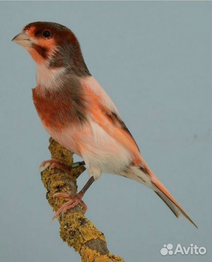 Кенары и канарейки(супер поющие)