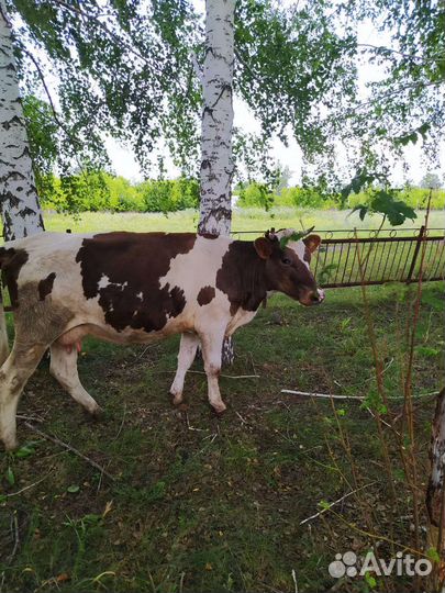 Первотелка