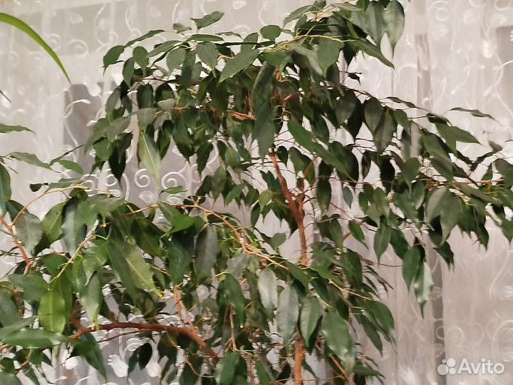 Фикус Бенджамина