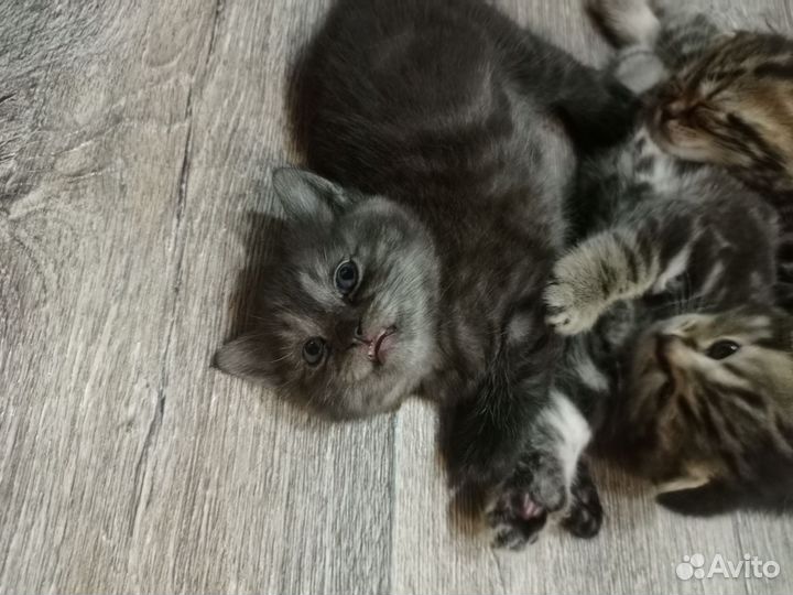 Шотландская