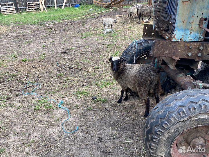 Бараны Козы