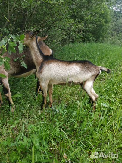 Альпийские козочки ч/п, 75% adga