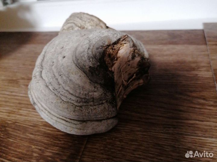 Чага березовая