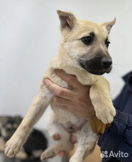 Щенок в добрые руки