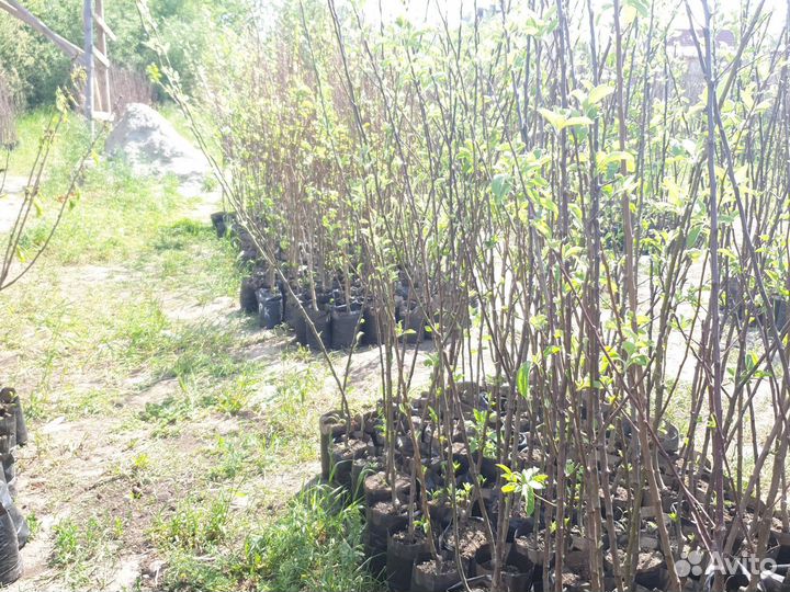 Кустовые розы саженцы и плодовых саженцев