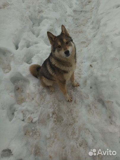 Западно сибирская лайка