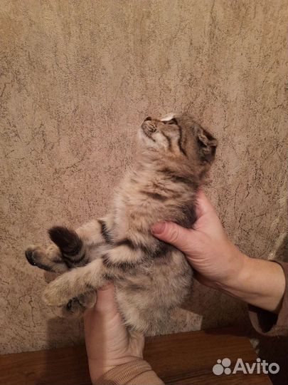 Шотландский котенок