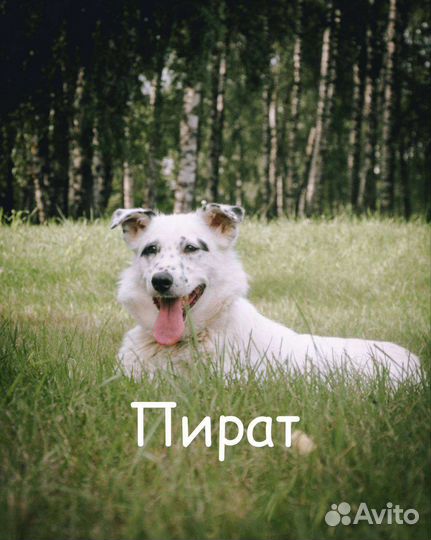 Собака в добрые руки отдам бесплатно