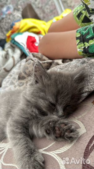 Отдам в добрые руки