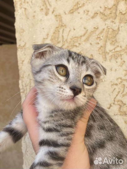Котята. Девочки. Дагестан. регионыВ добрые ручки
