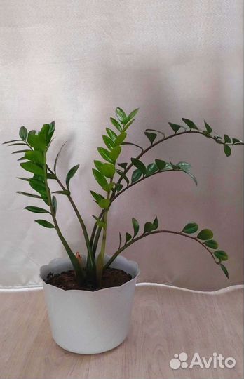 Замиокулькас