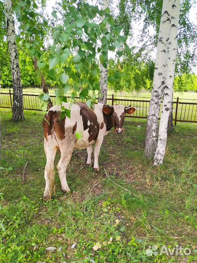 Первотелка