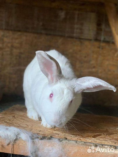 Кролики Белый великан