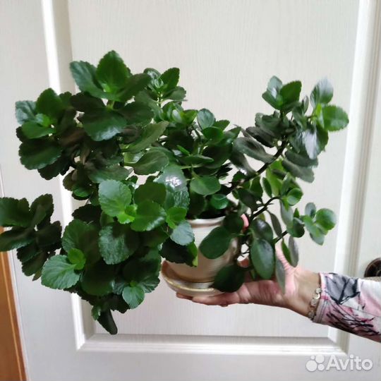 Каланхоэ цветущий