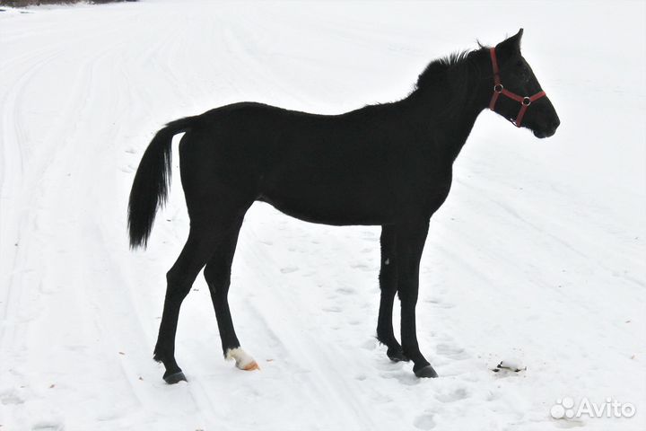 Жеребчик