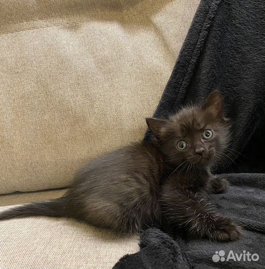 Котенок