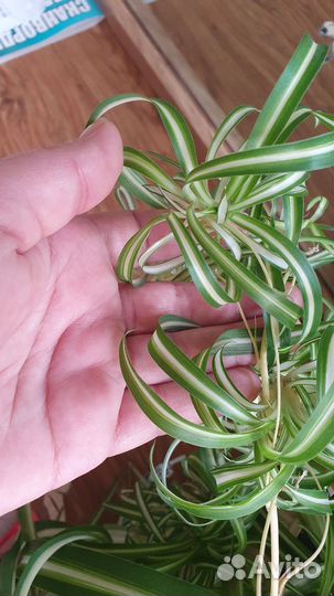 Хлорофитум кудрявый