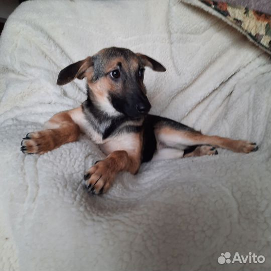 Собака в добрые руки