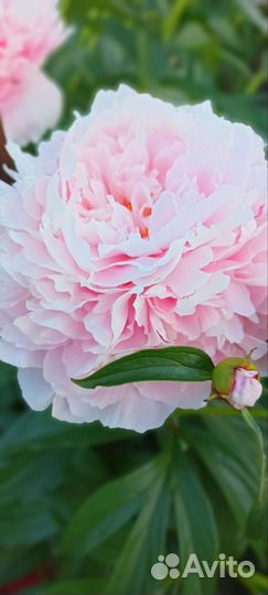 Пион Сара Бернар