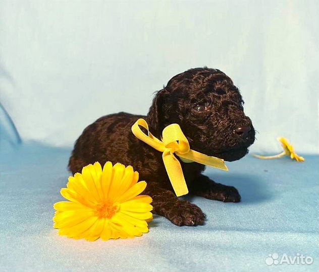 Карликовый пудель девочка
