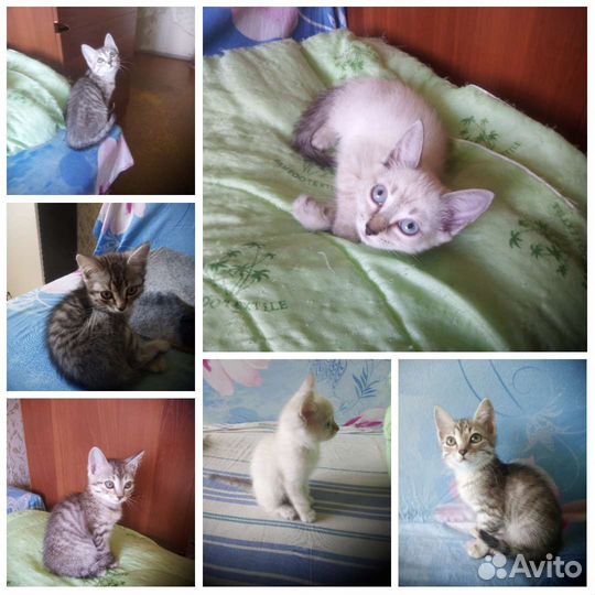 Котята в добрые руки